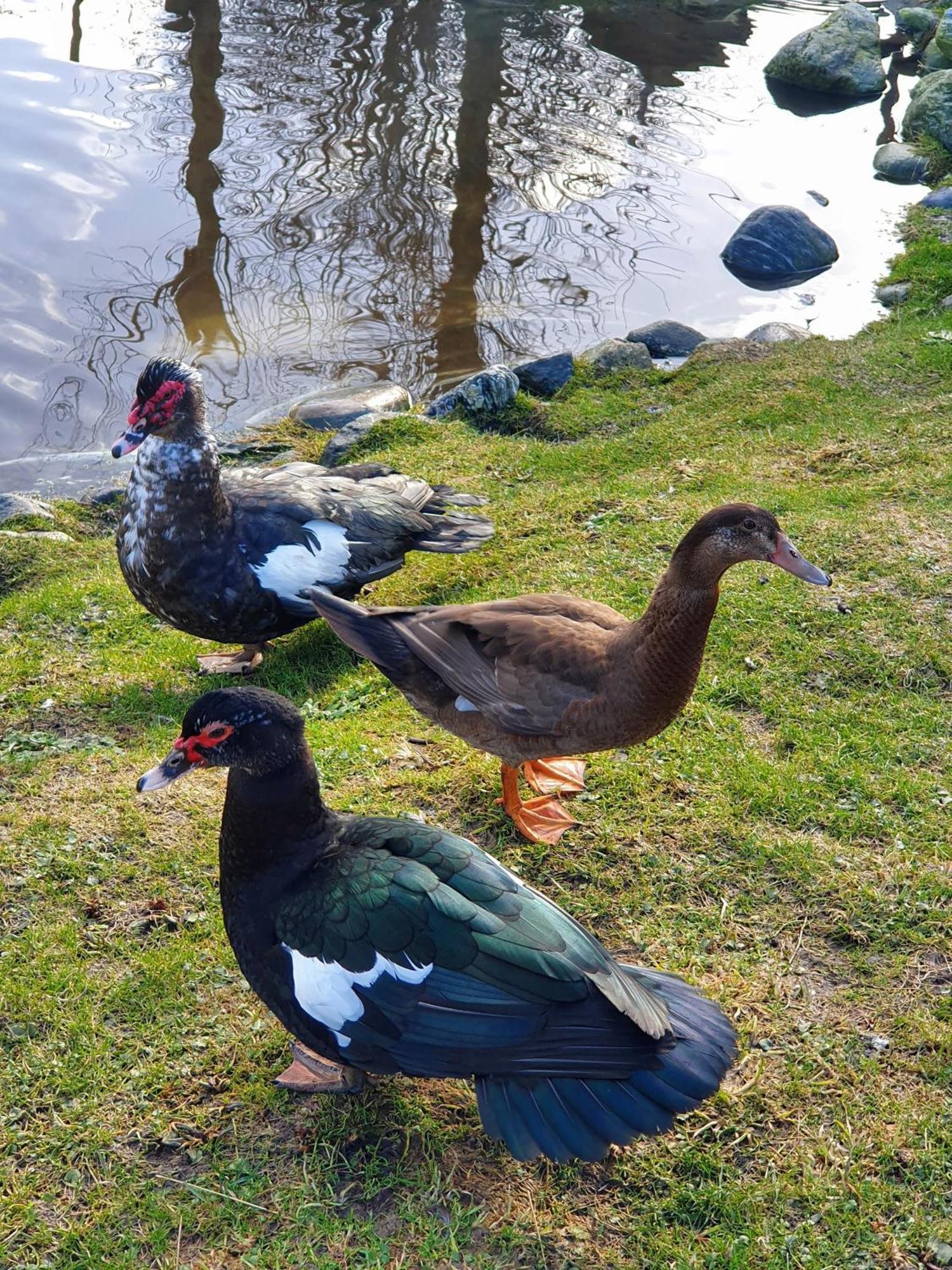 Vestavind Hytter Og Rom As Vigra Buitenkant foto